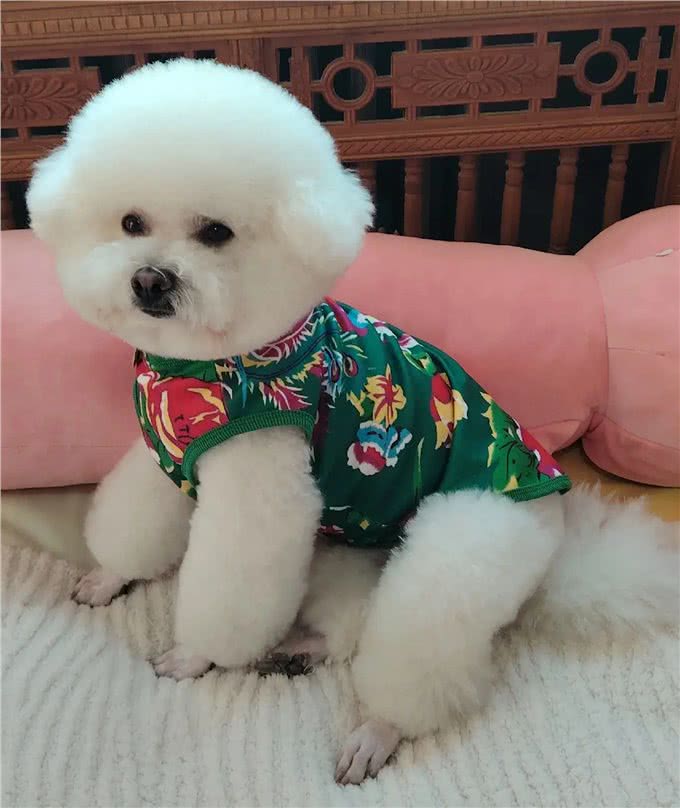 比熊犬在日常喂食特别要注意，那些能吃和那些不能吃，有何利弊