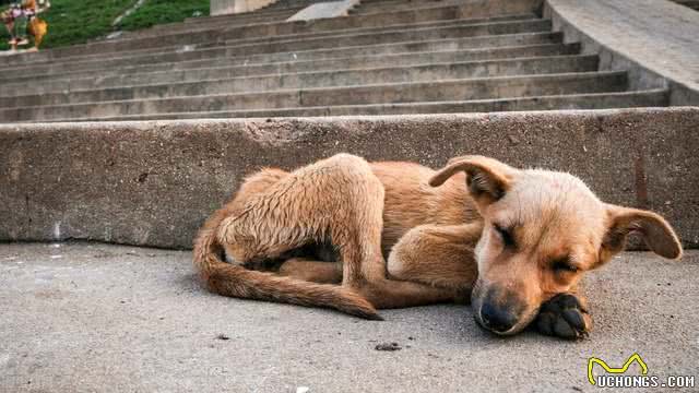 秋冬季狗狗臭味大?这些除臭方法请收好