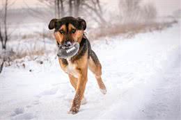 秋冬季狗狗臭味大?这些除臭方法请收好