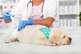 狗狗要打哪些疫苗?打疫苗后有什么注意事项