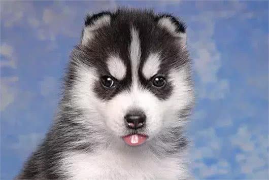 哈士奇幼犬刚入手，千万要注意这八大问题!