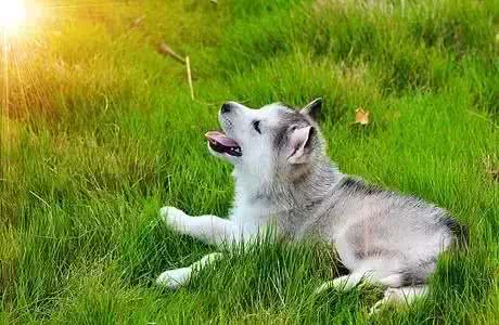 哈士奇幼犬刚入手，千万要注意这八大问题!