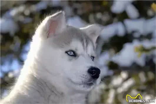 哈士奇幼犬刚入手，千万要注意这八大问题!