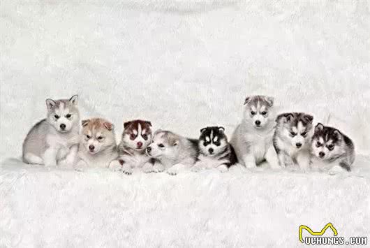 哈士奇幼犬刚入手，千万要注意这八大问题!