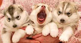 哈士奇幼犬刚入手，千万要注意这八大问题!