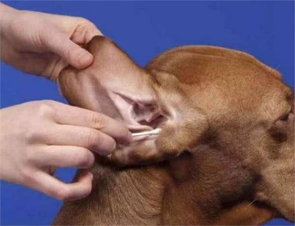 新手养狗攻略|狗狗的那些日常护理