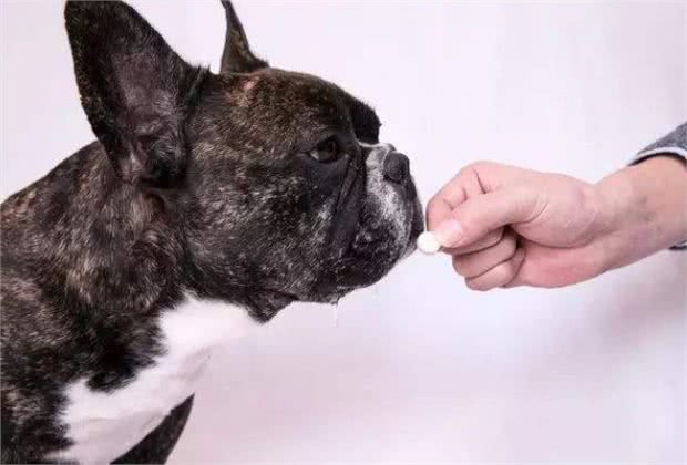 新手养狗攻略|狗狗的那些日常护理