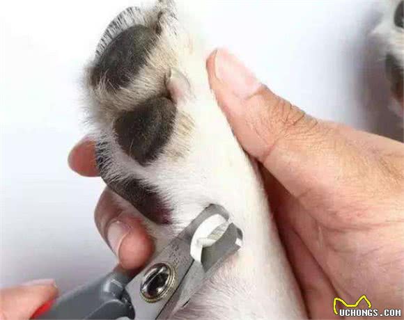 新手养狗攻略|狗狗的那些日常护理