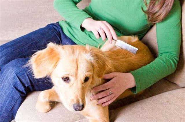 新手养狗攻略|狗狗的那些日常护理