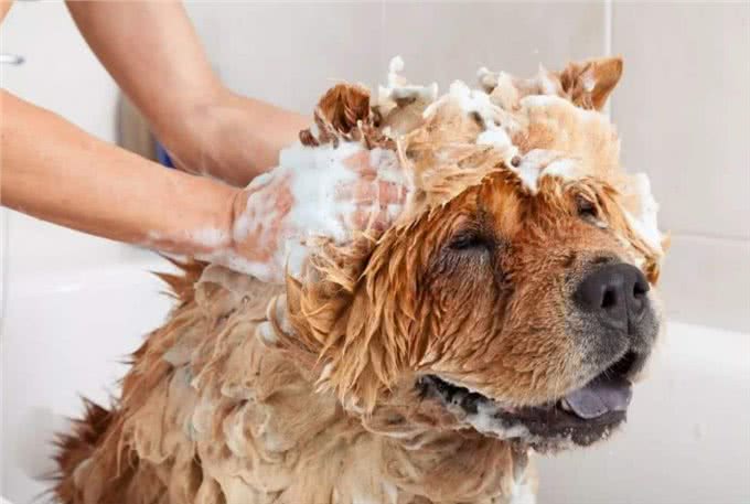 新手养狗攻略|狗狗的那些日常护理