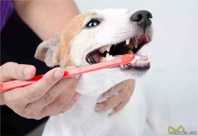 新手养狗攻略|狗狗的那些日常护理