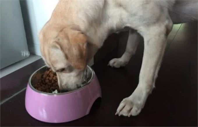 新手养狗攻略|狗狗的那些日常护理