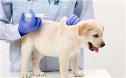 新手养狗攻略|狗狗的那些日常护理