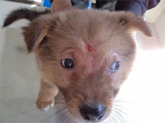 狗狗蠕形螨是什么?