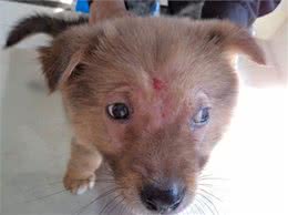 狗狗蠕形螨是什么?