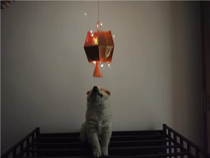 狗是否会哭?如何让狗听话?打狗是否会让狗听话?新手如何训练狗