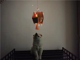 狗是否会哭?如何让狗听话?打狗是否会让狗听话?新手如何训练狗