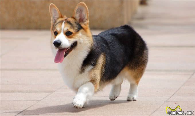 十个柯基九个串：纯种柯基的5个特征，避免你选中串串