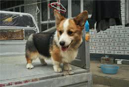 十个柯基九个串：纯种柯基的5个特征，避免你选中串串