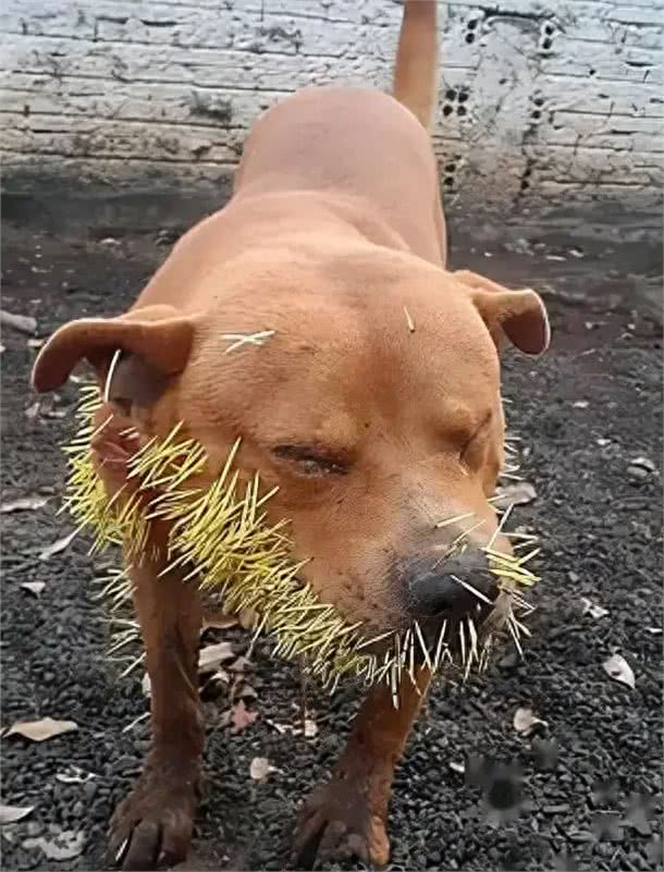 巴西狗子一年内两次和豪猪干架，被扎几百根刺，网友:豪猪还好吗