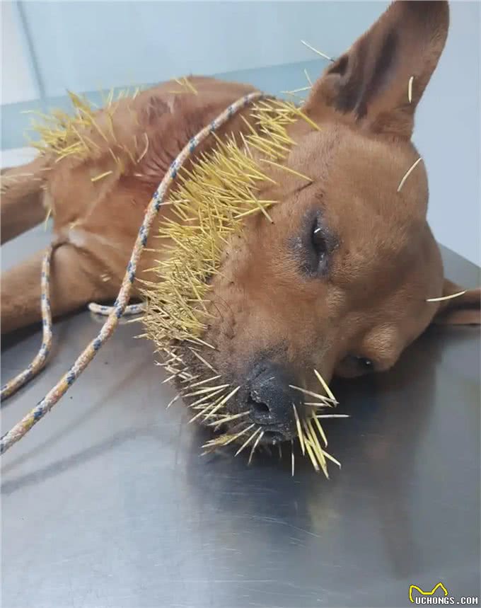 巴西狗子一年内两次和豪猪干架，被扎几百根刺，网友:豪猪还好吗