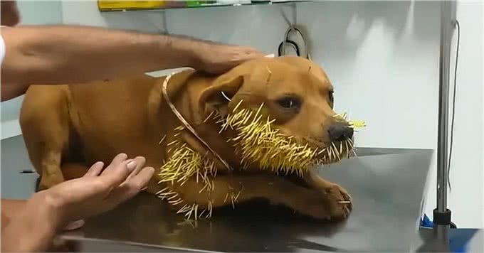 巴西狗子一年内两次和豪猪干架，被扎几百根刺，网友:豪猪还好吗