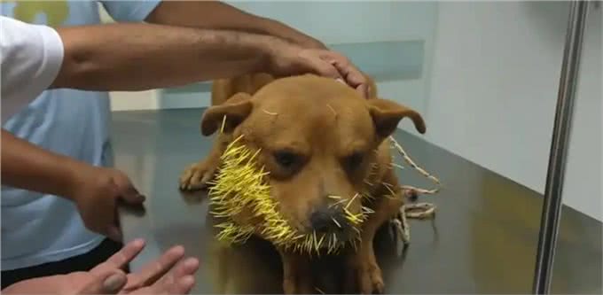 巴西狗子一年内两次和豪猪干架，被扎几百根刺，网友:豪猪还好吗