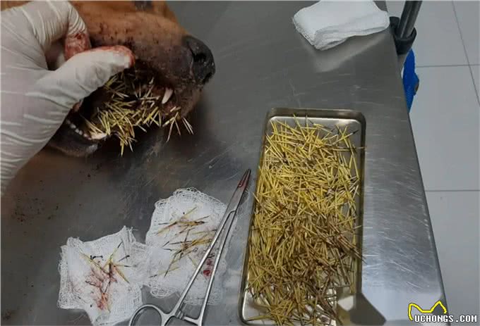 巴西狗子一年内两次和豪猪干架，被扎几百根刺，网友:豪猪还好吗