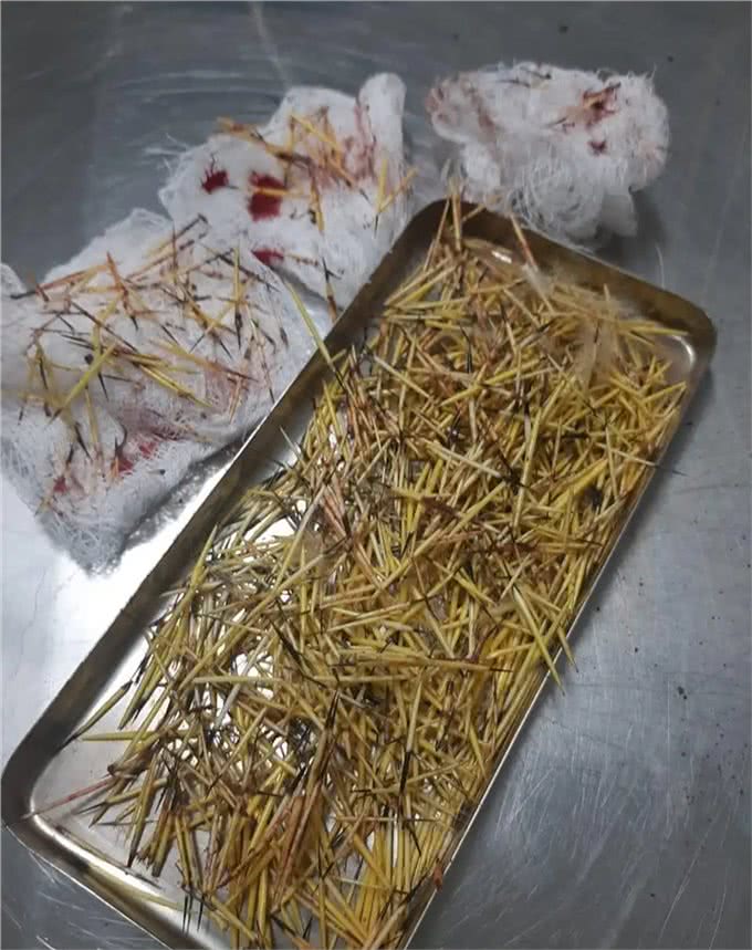 巴西狗子一年内两次和豪猪干架，被扎几百根刺，网友:豪猪还好吗