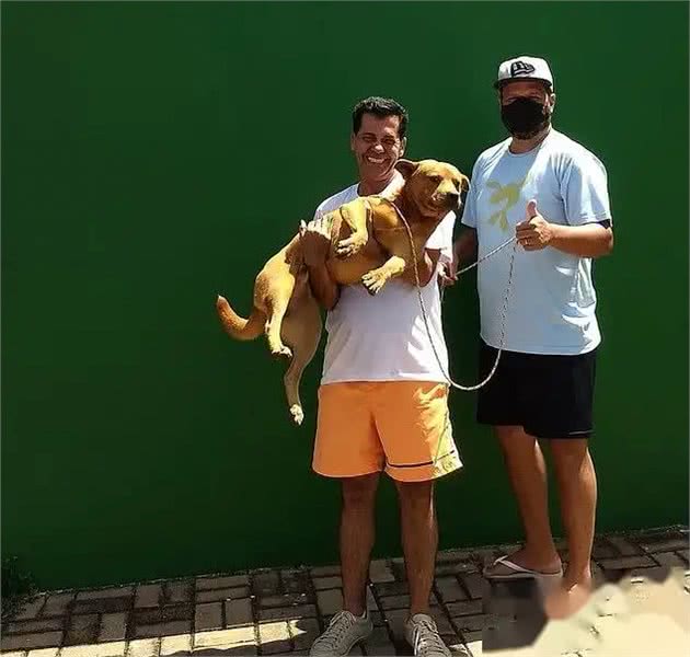 巴西狗子一年内两次和豪猪干架，被扎几百根刺，网友:豪猪还好吗