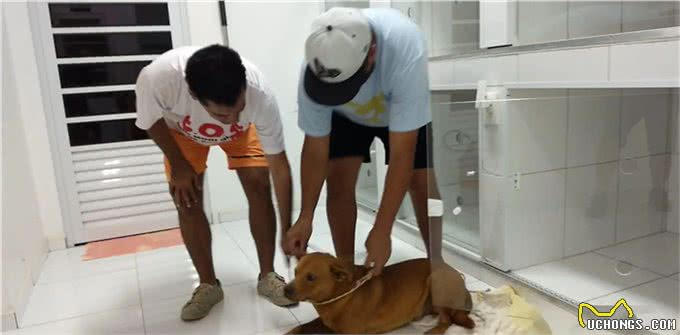 巴西狗子一年内两次和豪猪干架，被扎几百根刺，网友:豪猪还好吗