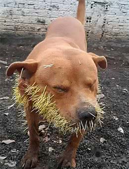 巴西狗子一年内两次和豪猪干架，被扎几百根刺，网友:豪猪还好吗