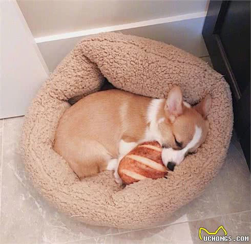 狗狗走丢了该怎么办?