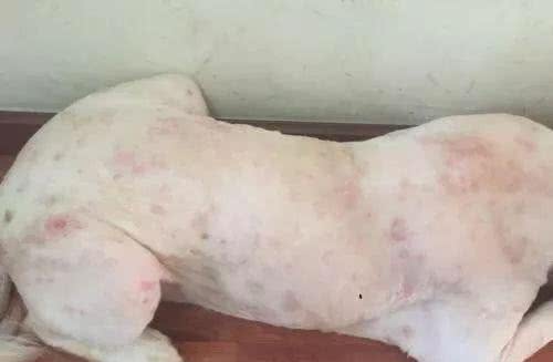 狗狗常见的6种疾病，为了主子一定要看