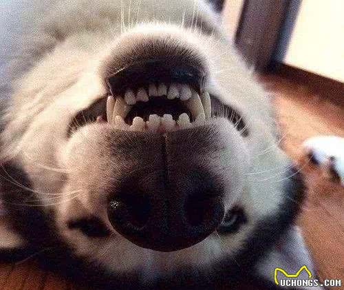 狗狗常见的6种疾病，为了主子一定要看