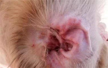 狗狗常见的6种疾病，为了主子一定要看