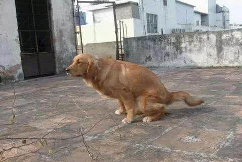 狗狗常见的6种疾病，为了主子一定要看