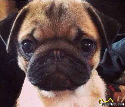 狗狗常见的6种疾病，为了主子一定要看