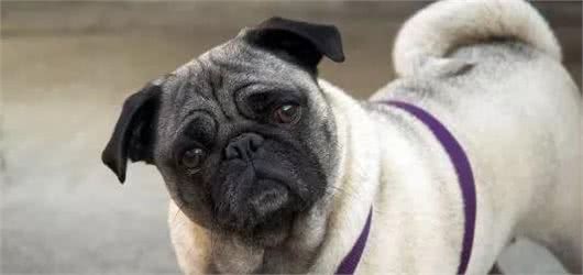 狗狗常见的6种疾病，为了主子一定要看