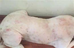 狗狗常见的6种疾病，为了主子一定要看