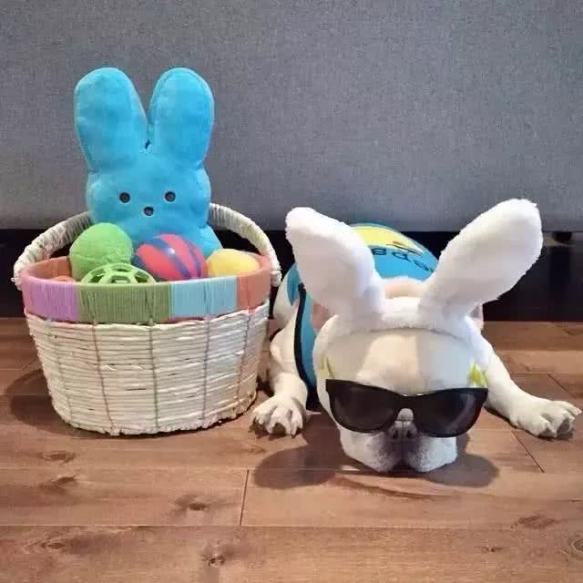 骄阳似火，狗狗外出防晒注意事项