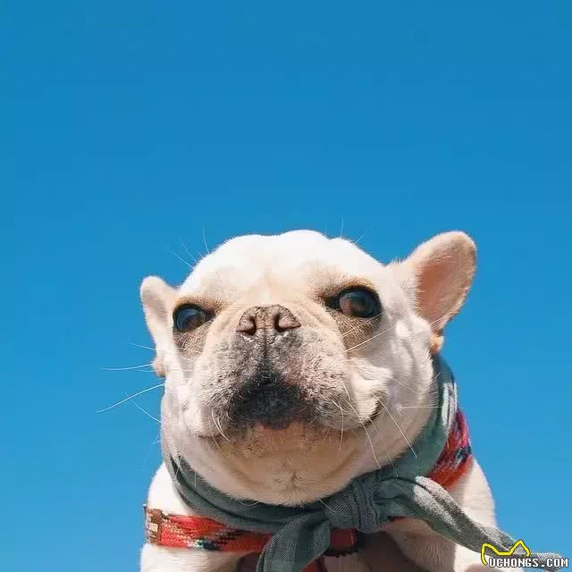 骄阳似火，狗狗外出防晒注意事项