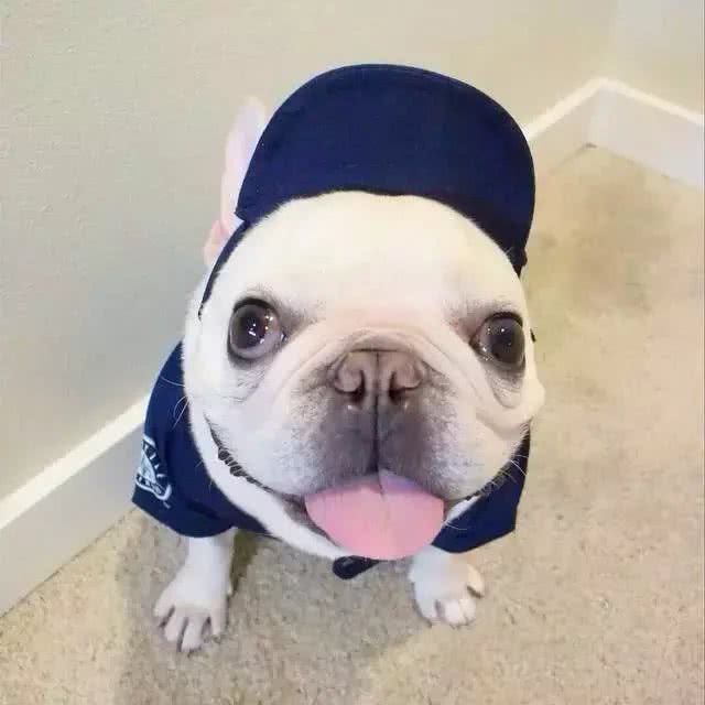 骄阳似火，狗狗外出防晒注意事项