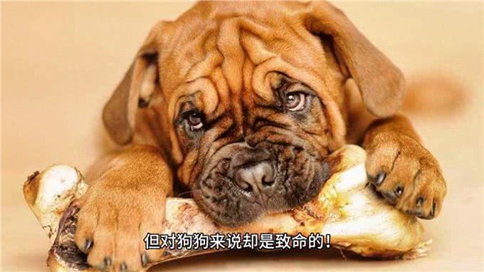 狗狗饮食大揭秘这些食物，千万别让狗狗碰到—科学养宠攻略