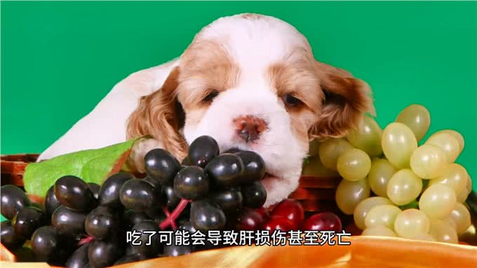 狗狗饮食大揭秘这些食物，千万别让狗狗碰到—科学养宠攻略