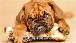 狗狗饮食大揭秘这些食物，千万别让狗狗碰到—科学养宠攻略