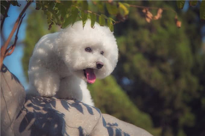 兽医说:养比熊这7大误区会让它减短寿命，你知道吗?