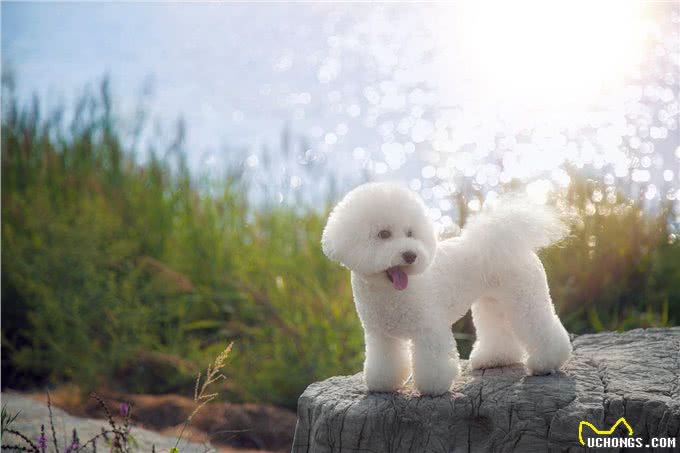 兽医说:养比熊这7大误区会让它减短寿命，你知道吗?