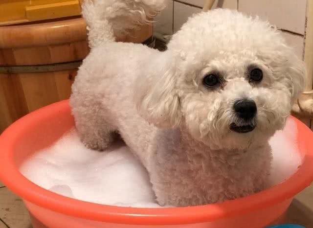 兽医说:养比熊这7大误区会让它减短寿命，你知道吗?