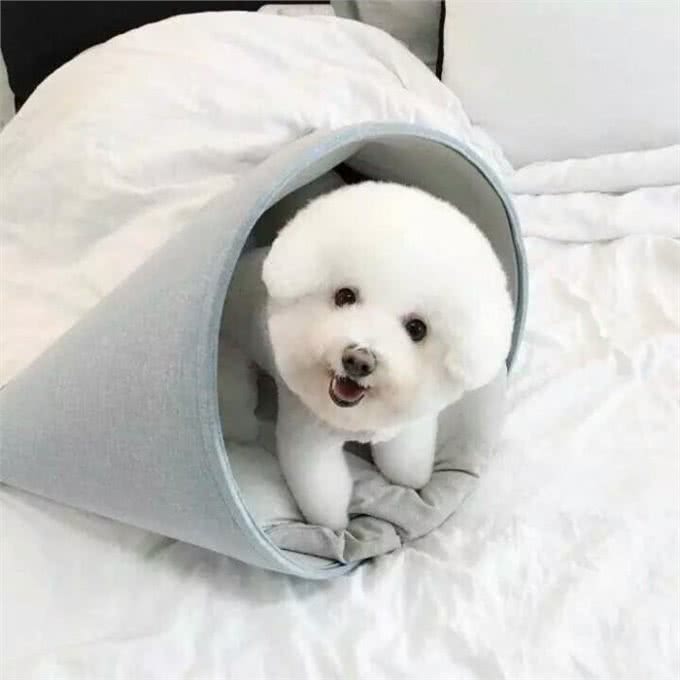 兽医说:养比熊这7大误区会让它减短寿命，你知道吗?